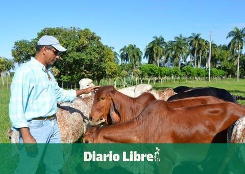 Conaleche lends more than RD$223 million to ranchers