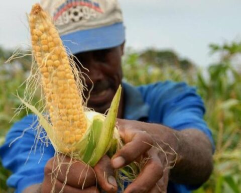 Corn, meat and nitrogen, among those that could drop in price