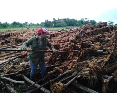 Se perdieron también 507 toneladas de tabaco, “lo que representa el 1.07 % del total de esa planta en existencia en la provincia Pinar del Río”. Foto: Gobierno Provincial de Pinar del Río.