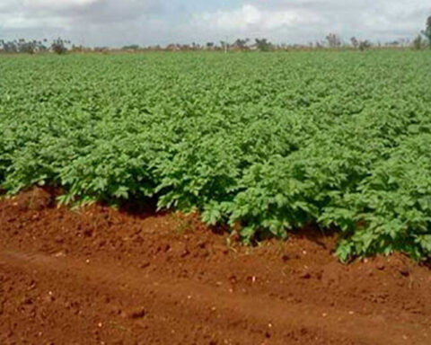 Cuba registers the worst potato harvest in half a century, with the exception of 2014