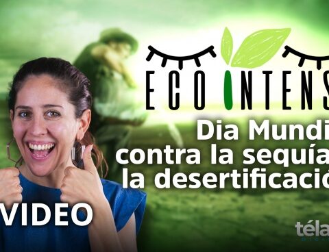 Ecointensa: World Day to Combat Droughts and Desertification
