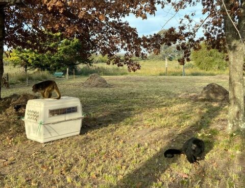 Entre Ríos: they transferred two carayá monkeys to a natural sanctuary