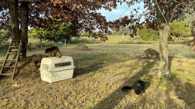 Entre Ríos: they transferred two carayá monkeys to a natural sanctuary