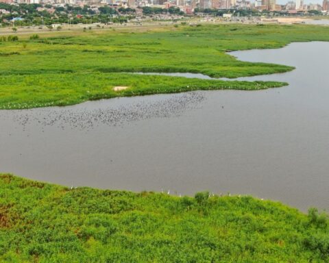 Environmentalists warn ecological crime in Costanera