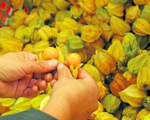 Exports of exotic fruits grew 15.6%