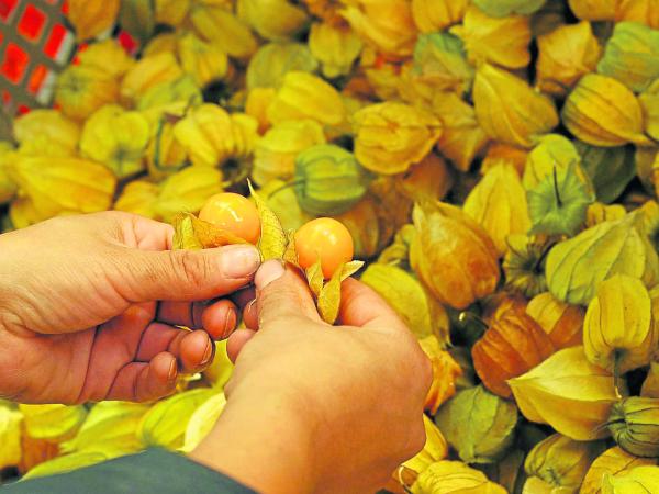 Exports of exotic fruits grew 15.6%