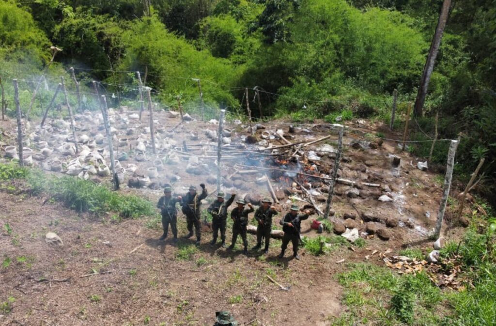 FANB destroys illegal marijuana plantation in Sucre