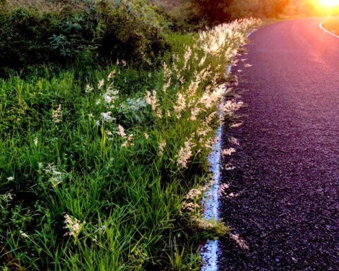 GUASU PARK AND ITS LAW