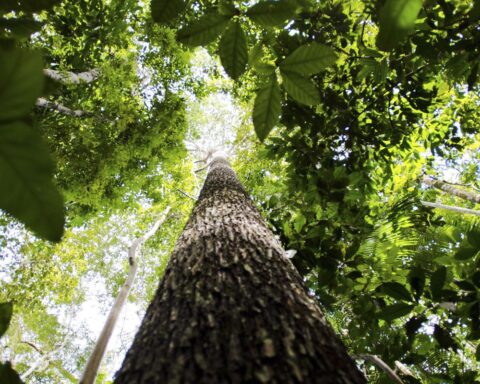 Government advances in PPI for Humaitá National Forest