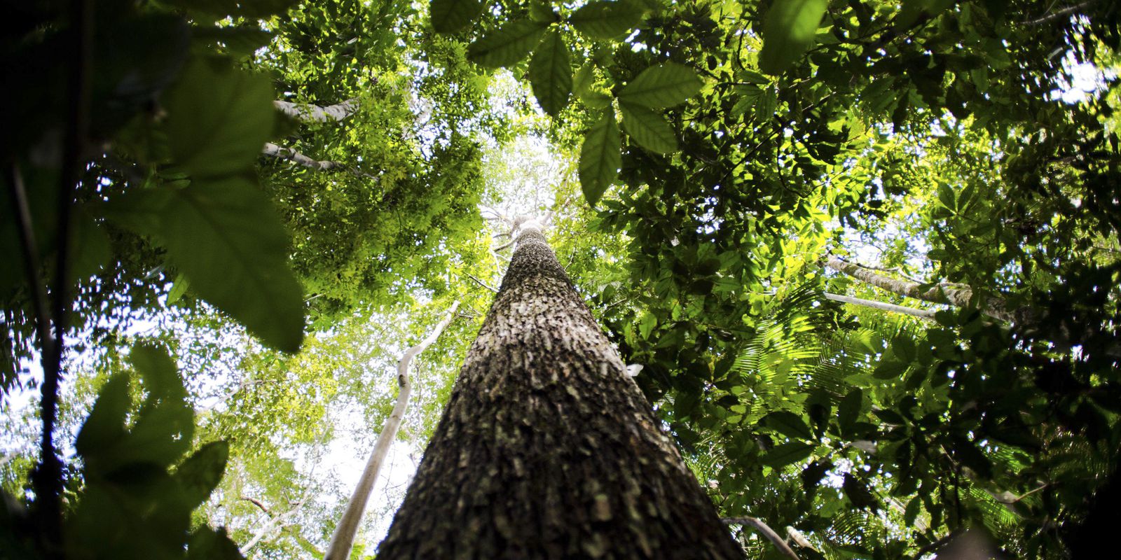 Government advances in PPI for Humaitá National Forest