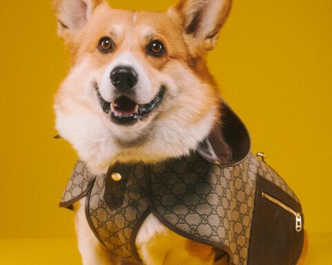 Gucci Pet, the new fetish collection of the Italian house
