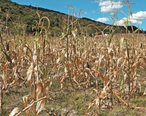 Lack of water, a factor for price increases in corn and beans