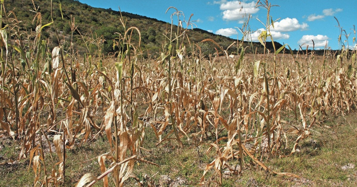 Lack of water, a factor for price increases in corn and beans