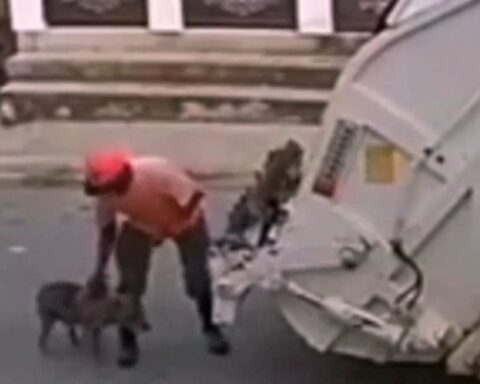 The worker throws a dog into a garbage truck and the Mayor's Office cancels it