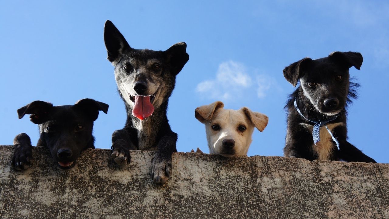 Meet the first Chilean startup that goes to the aid of abandoned animals