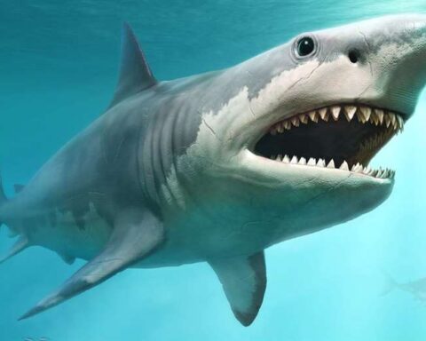 Megalodon: the reason why the largest shark that ever lived could become extinct