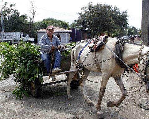 Nicaragua Now Has a Shelter for Abused Pack Horses