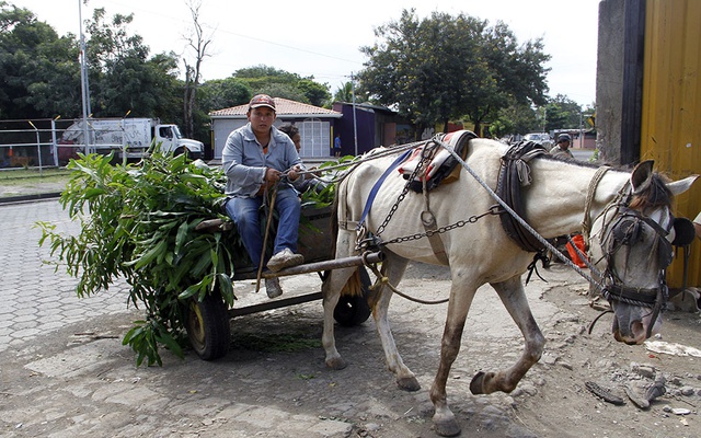 Nicaragua Now Has a Shelter for Abused Pack Horses