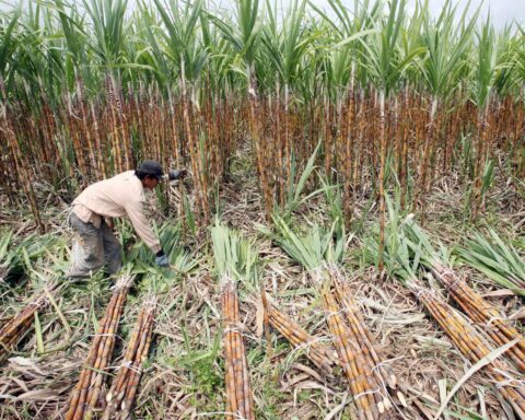 Nicaragua produces the largest sugarcane harvest in its history