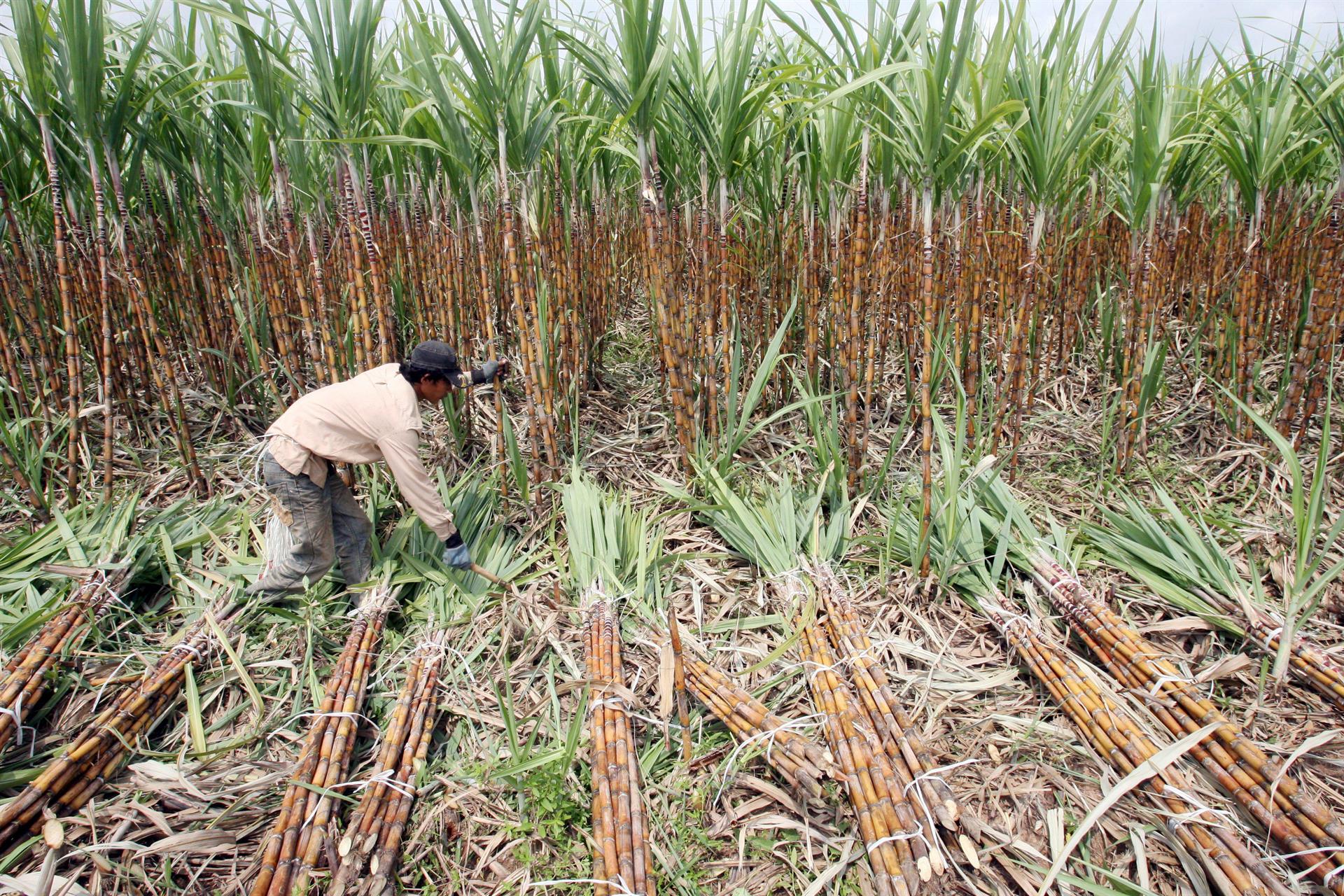 Nicaragua produces the largest sugarcane harvest in its history