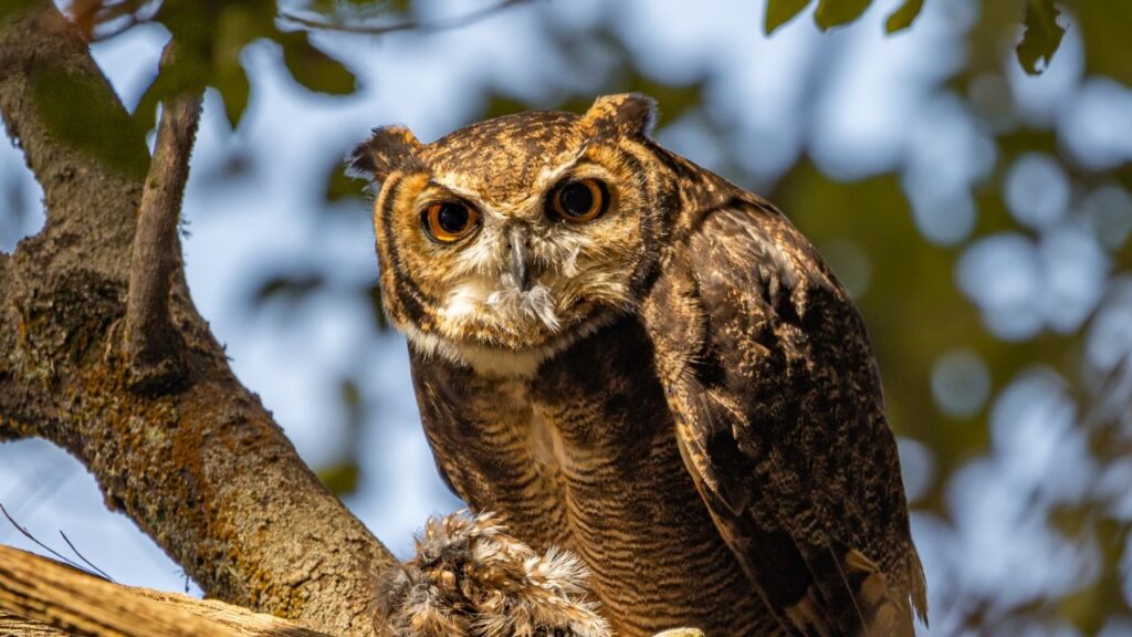 Photographic success: they capture a tucúquere owl preying on a chuncho in Parque Tricao