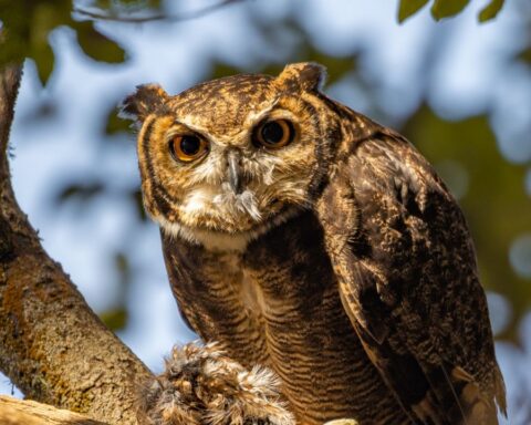 Photographic success: they capture a tucúquere owl preying on a chuncho in Parque Tricao