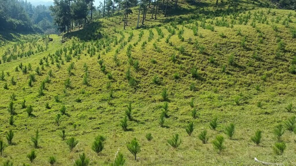 El Plan Sierra, principal proyecto de conservación medioambiental y de producción de agua y bosques del país, realizó su Asamblea de Socios en la cual se destacaron los avances obtenidos por esta organización durante el 2021.