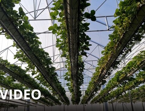 Produce for the first time strawberries with Hydroponics, a new cultivation system