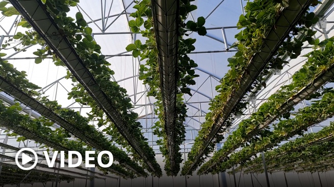 Produce for the first time strawberries with Hydroponics, a new cultivation system