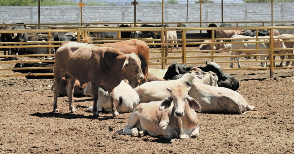 Ranchers in Puebla request to promote the construction of TIF slaughterhouses