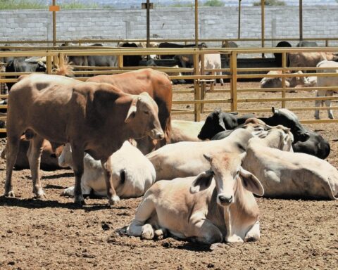 Ranchers in Puebla request to promote the construction of TIF slaughterhouses