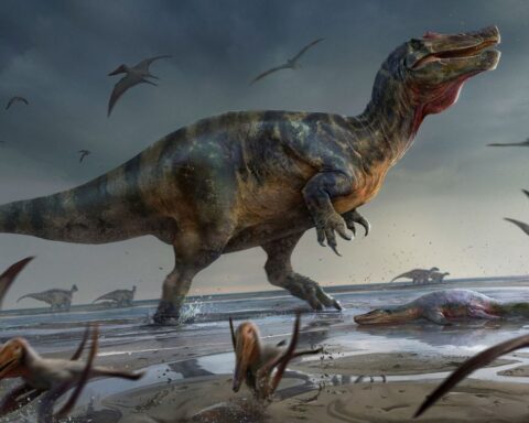 Scientists find remains of the largest carnivore that ever lived in Europe