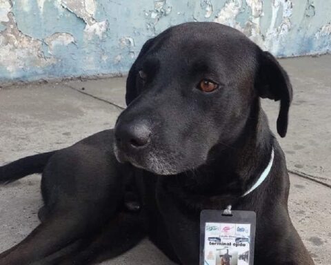 Stray dog ​​found a job and is now a supervisor at a bus terminal