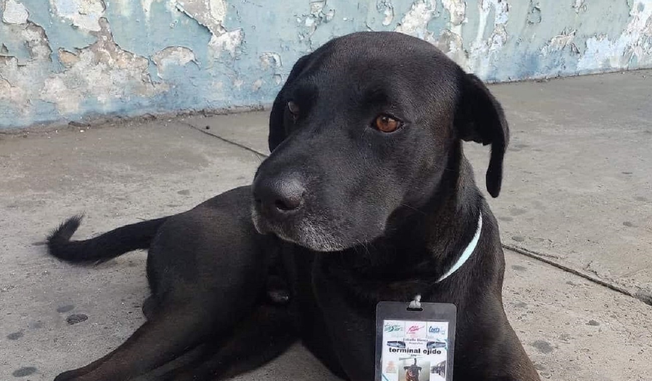 Stray dog ​​found a job and is now a supervisor at a bus terminal