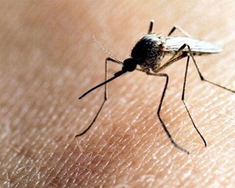 Las zonas que serán intervenidas para eliminar mosquito transmisor del dengue