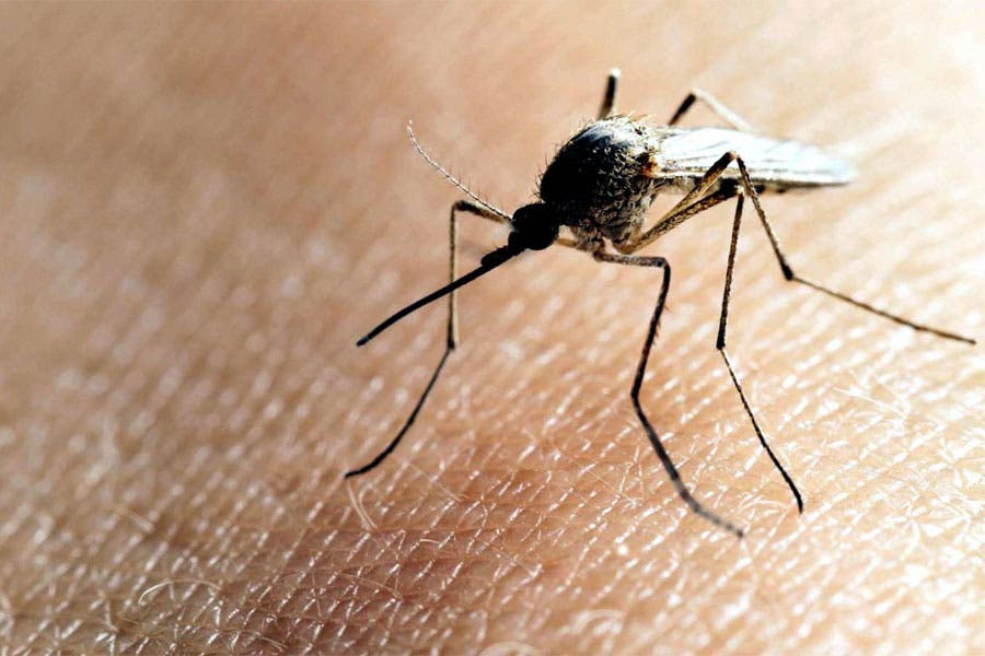Las zonas que serán intervenidas para eliminar mosquito transmisor del dengue