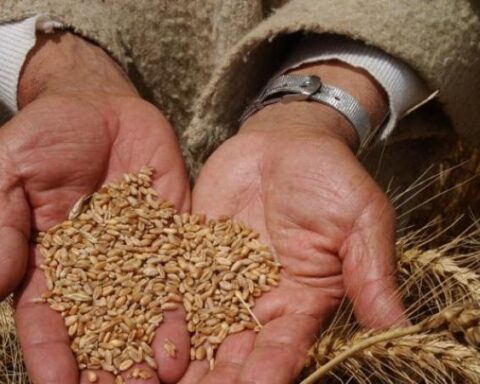 The country imports 1.9 million tons of wheat