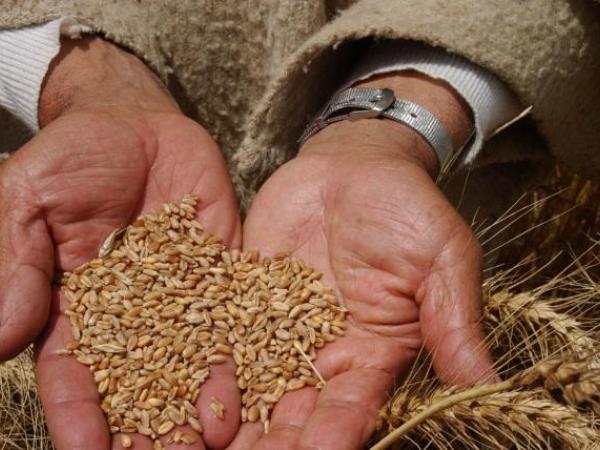 The country imports 1.9 million tons of wheat