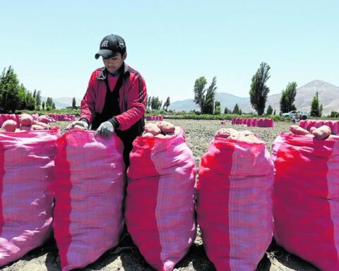 The history and importance of the Day of the Farmer, which is celebrated on June 24