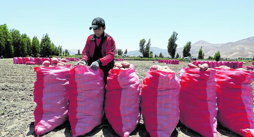 The history and importance of the Day of the Farmer, which is celebrated on June 24