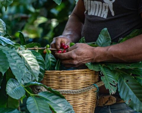 The 'subprime' crisis in the coffee sector