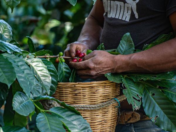 The 'subprime' crisis in the coffee sector