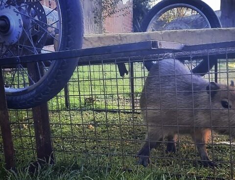 They arrested a young man for stealing a capybara in a nature reserve
