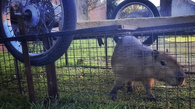 They arrested a young man for stealing a capybara in a nature reserve