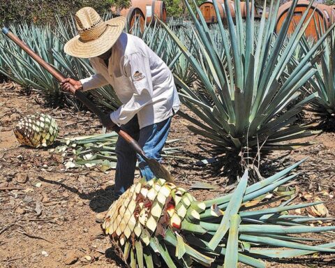 They celebrate the first Agave Festival in El Arenal