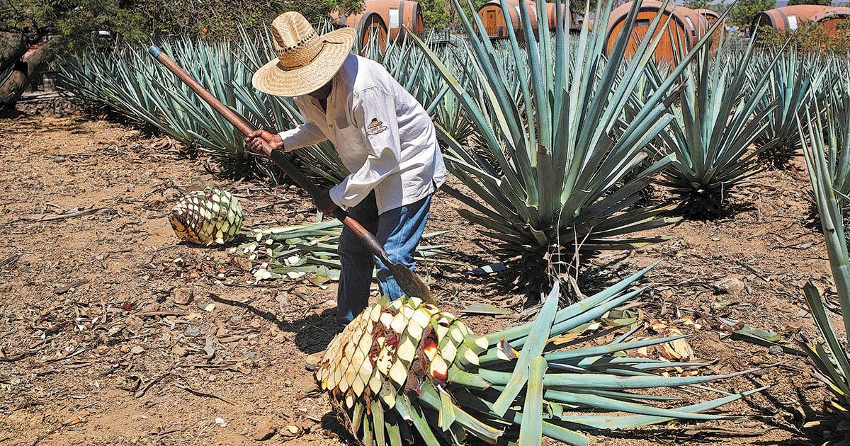 They celebrate the first Agave Festival in El Arenal