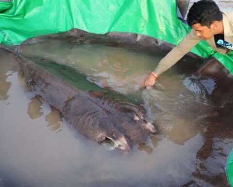 They discover the largest freshwater fish in the world: a 300-kilo stingray