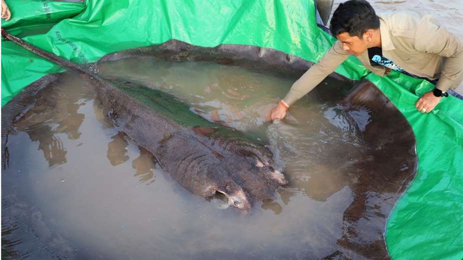 They discover the largest freshwater fish in the world: a 300-kilo stingray