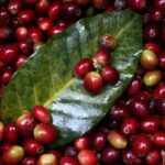 They fail millionaire lawsuit in favor of the Federation of Coffee Growers