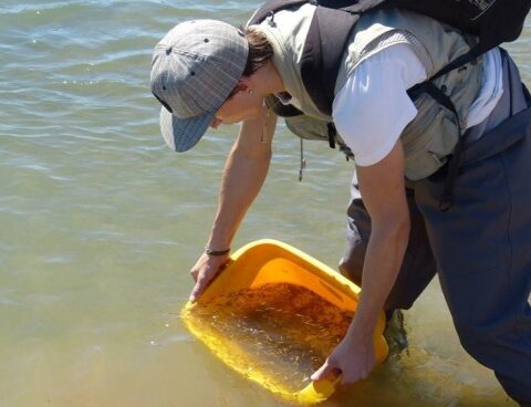 They farm rainbow trout to export and supply the domestic market